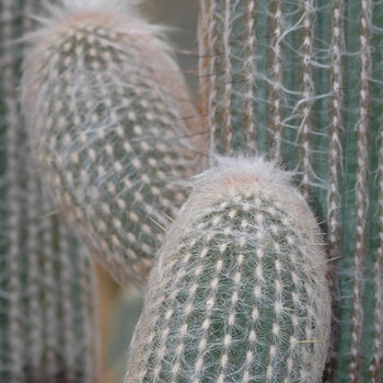 Espostoa lanata 