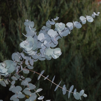 Eucalyptus cinerea 