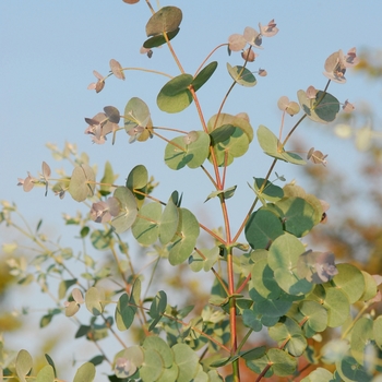 Eucalyptus gunnii