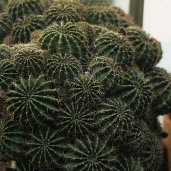 Euchinopsis oxygona 