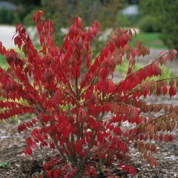 Euonymus alatus 'Chicago Fire™' 'Timber Creek'