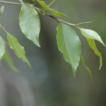 Euonymus bungeanus