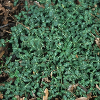 Euonymus fortunei 'Longwood'