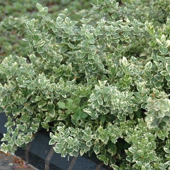 Euonymus fortunei 'Variegatus'