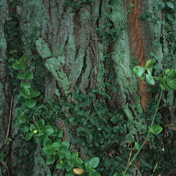 Euonymus fortunei 'Vegetus'