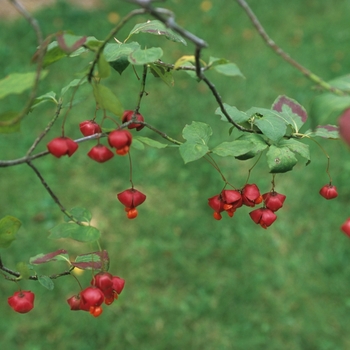 Euonymus sachalinensis 