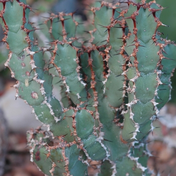 Euphorbia coerulescens