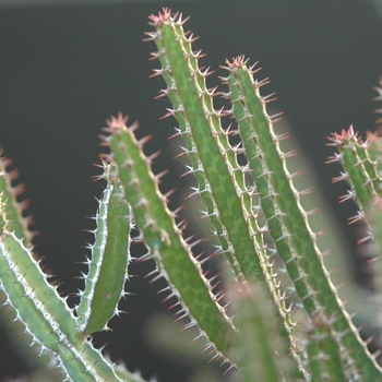 Euphorbia griseola