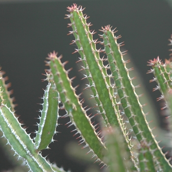 Euphorbia griseola 