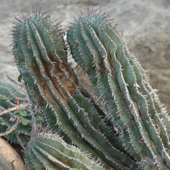 Euphorbia horrida 