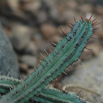 Euphorbia jansenvillensis 