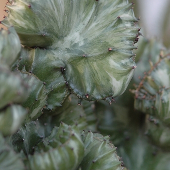 Euphorbia lactea 'Cristata'