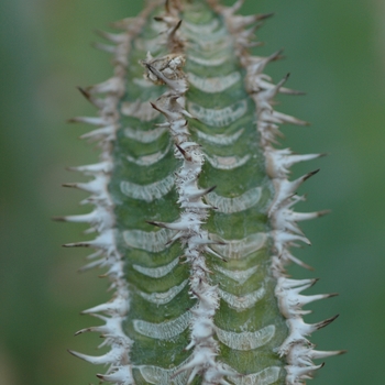 Euphorbia neohumbertii 