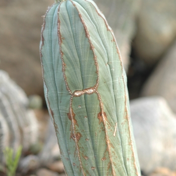 Euphorbia obesa 