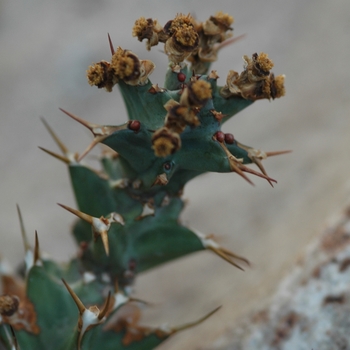 Euphorbia persistens