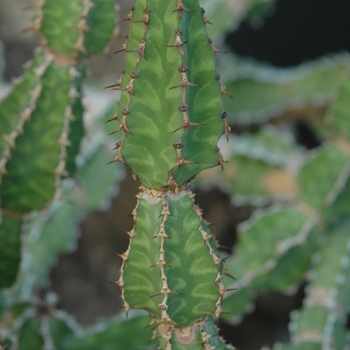 Euphorbia pseudocactus