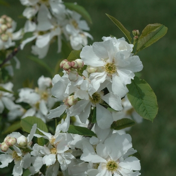 Exochorda serratifolia 