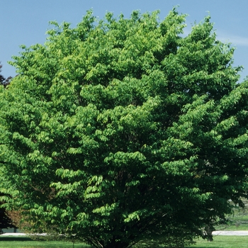 Fagus englerana 