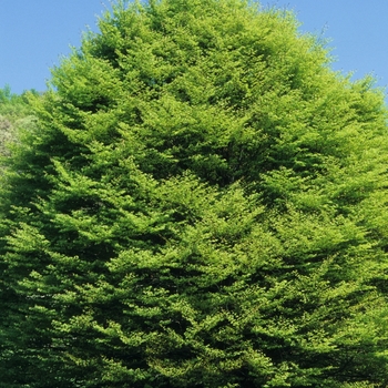 Fagus sylvatica 'Lanciniata' 