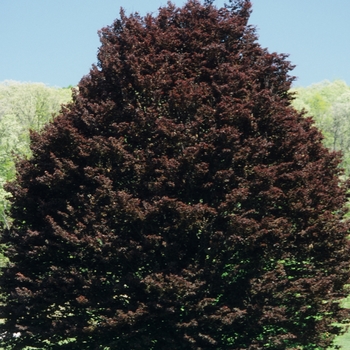 Fagus sylvatica 'Rohanii'