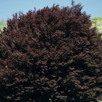 Fagus sylvatica 'Spaethiana' 