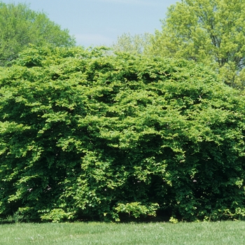 Fagus sylvatica 'Tortuosa'