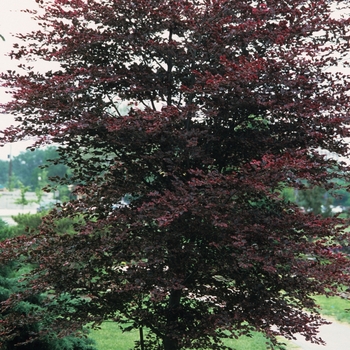 Fagus sylvatica 'Tricolor' 