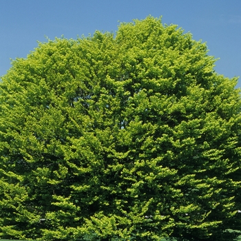 Fagus sylvatica 'Zlatia' 