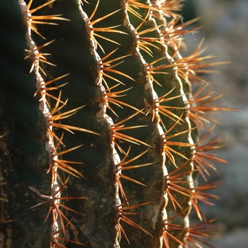 Ferocactus electracanthus 