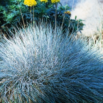 Festuca cinerea 'Azurit'