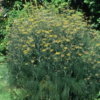 Foeniculum vulgare 