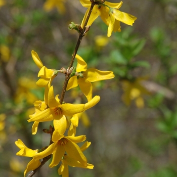 Forsythia x intermedia 'Arnold Giant'