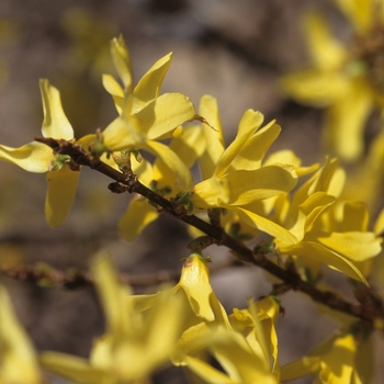 Forsythia viridissima 'Bronxensis' 