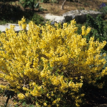 Forsythia 'Arnold Dwarf'