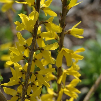 Forsythia x intermedia 'Golden Peep™'