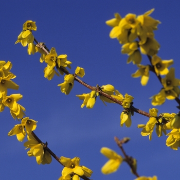 Forsythia x intermedia 'Goldzauber' 