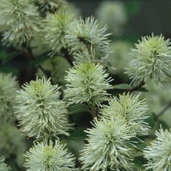 Fothergilla gardenii 'Blue Mist' 