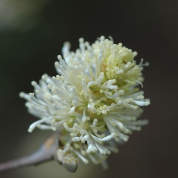 Fothergilla gardenii 'Jane Platt' 