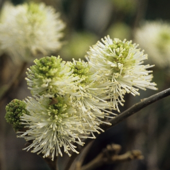 Fothergilla major 'Mount Airy' 