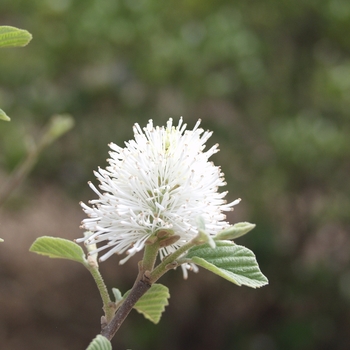 Fothergilla gardenii 'Suzanne' 