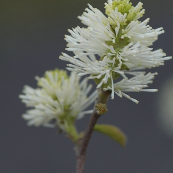 Fothergilla x intermedia Legends of the Fall - Behmerwald Nursery