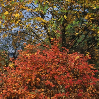 Fothergilla major 'Sea Spray'