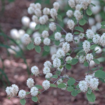 Fothergilla monticola