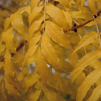 Fraxinus excelsior 'Golden Dessert®'