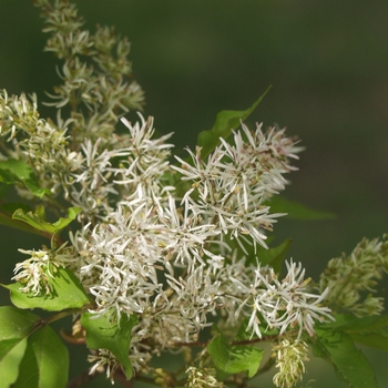 Fraxinus longicuspis