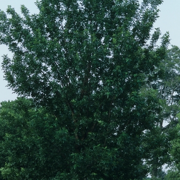 Fraxinus pennsylvanica 'Patmore' 