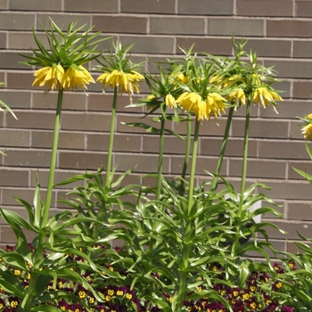 Fritillaria imperialis 'Lutea'