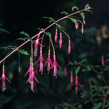 Fuchsia magellanica