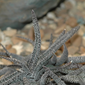 Gasteria carinata var. verricosa