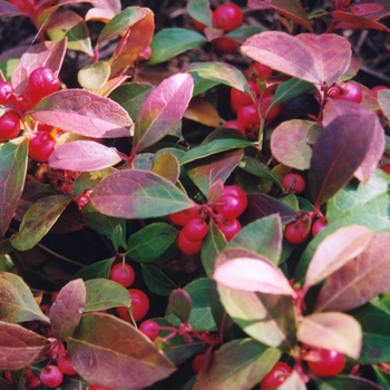 Gaultheria procumbens